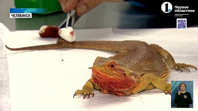 Стоит ли заводить ящерицу в домашних условиях? 