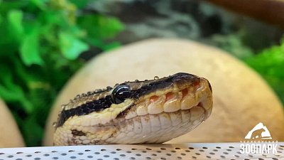 В Челябинском зоопарке рассказали, почему змеи высовывают язык