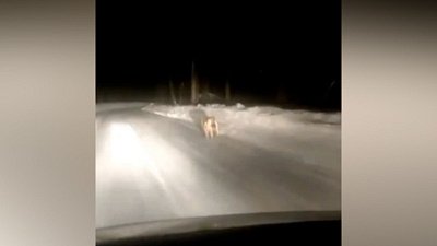 Бегущий волк под Ашой попал на видео