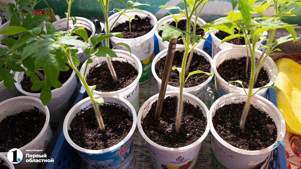 В Челябинской области предсказали продолжение садоводческого бума