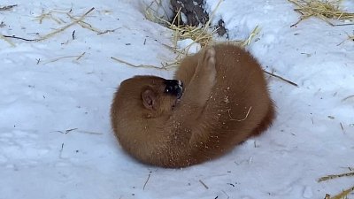 В Челябинском зоопарке колонки радуются снегу