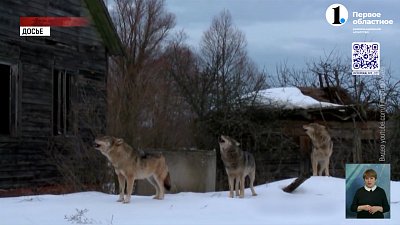 Эксперт ответил, почему агрессивные звери выходят к людям