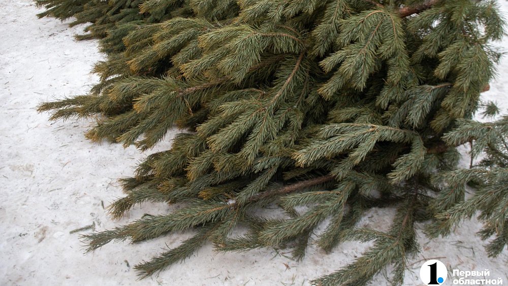 Челябинск вошел в топ‑5 городов по утилизации новогодних елок