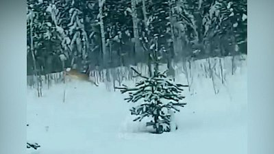В Челябинской области молодые косули попали на видео