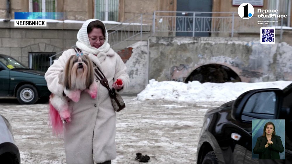 Зачем люди красят своих питомцев, и как повторить это безопасно?