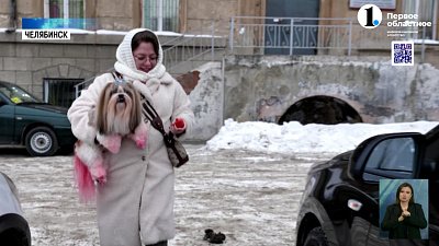 Зачем люди красят своих питомцев, и как повторить это безопасно?