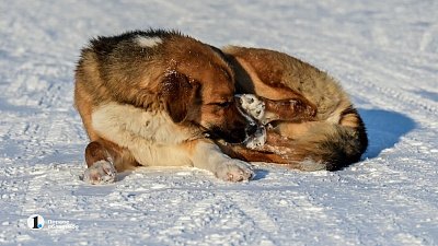 В центре Челябинска стаи бродячих собак запугали жителей