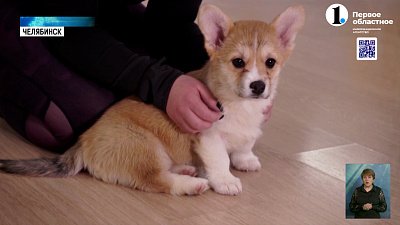 В Челябинске проводят йогу со щенками