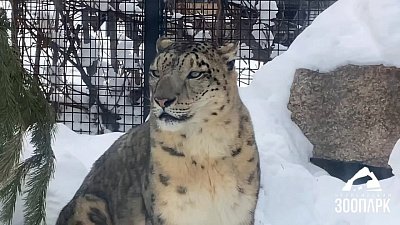 В Челябинском зоопарке сонный ирбис попал на видео