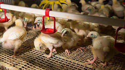 Две челябинские компании вошли в топ-25 крупнейших производителей бройлеров