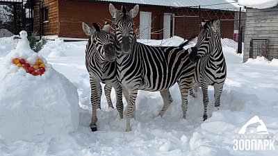 В Челябинском зоопарке зебр угостили яблоками