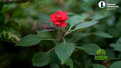 Особенности зимнего ухода за цветами