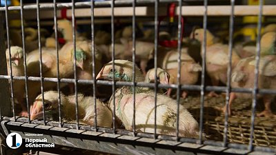 Стала известна причина прекращения судебного спора за челябинский холдинг «Здоровая ферма»