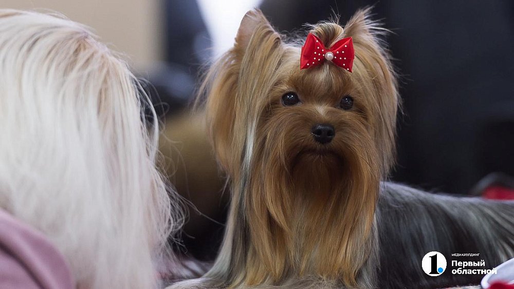 Челябинцы стали чаще красить своих домашних животных