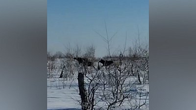 В Анненском заказнике стадо лосей попало на видео
