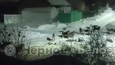 Пять человек пострадали от нападения стаи собак в поселке в Челябинской области