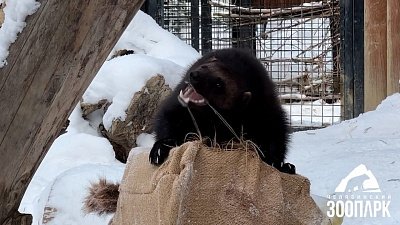 Росомаху Биру в Челябинском зоопарке поздравили с днем рождения