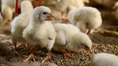 Компания «Ситно» из Магнитогорска взяла кредит для строительства репродуктора первого порядка