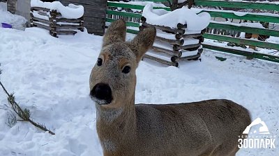 В Челябинском зоопарке косули радуются сугробам