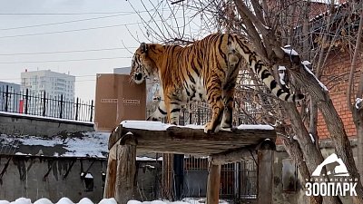 В Челябинском зоопарке тигр не захотел играть с коробкой