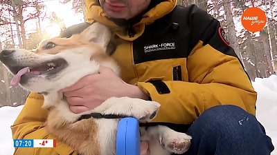 Собаки с походкой от бедра в рубрике «Усы, лапы и хвост»