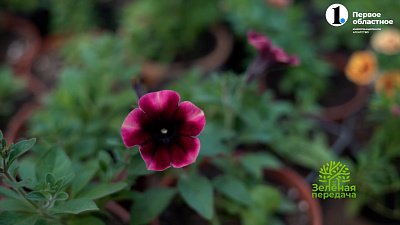 Высаживаем петунии в кашпо и подбираем грунт