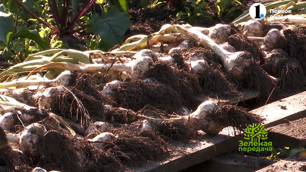 Яровой чеснок длительного хранения