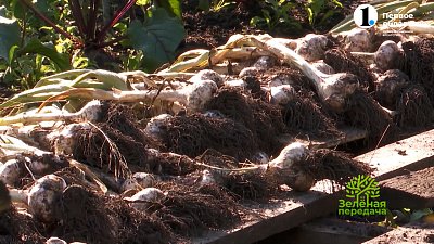 Яровой чеснок длительного хранения