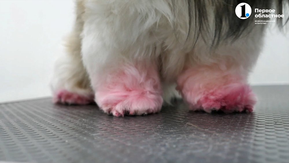 Зачем люди красят своих питомцев, и как повторить это безопасно?