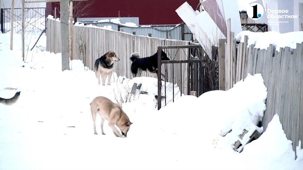 В Челябинске и области увеличилось количество бездомных собак