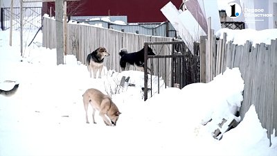 В Челябинске и области увеличилось количество бездомных собак