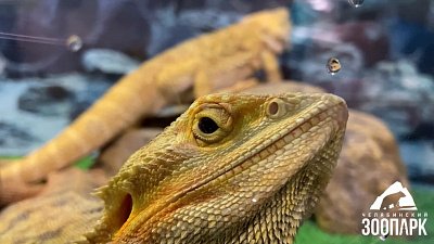 В Челябинском зоопарке показали активных представителей экзотариума