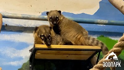 В Челябинском зоопарке носухи провели отличный выходной