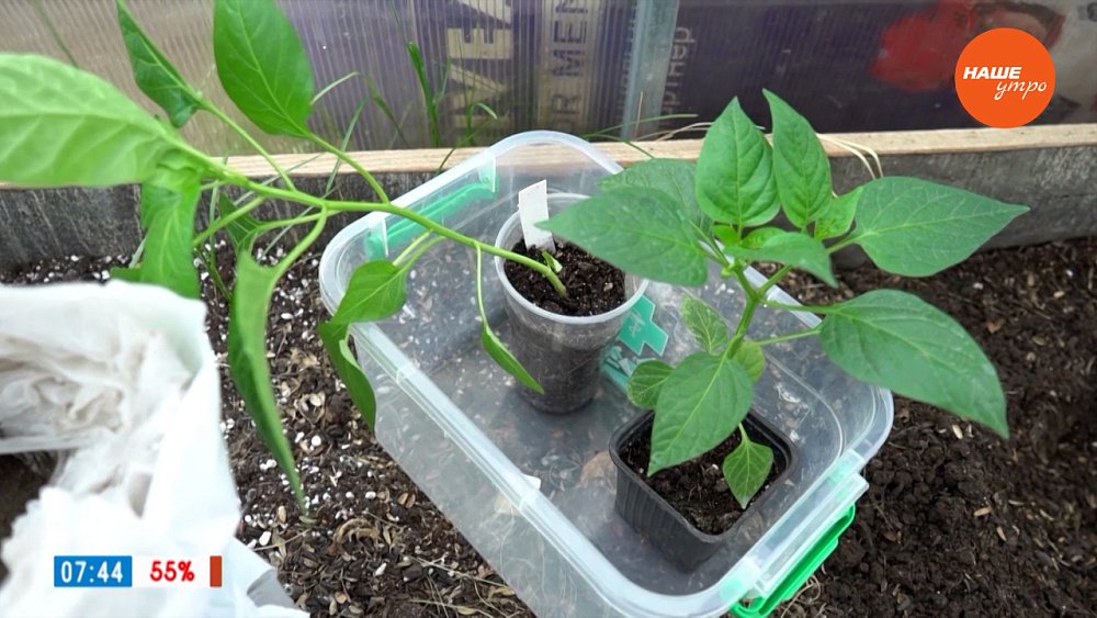 Как рассчитать сроки посева семян — в рубрике «Руки садовода»