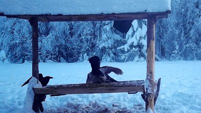 Птичья драка попала в объектив фотоловушки на Таганае