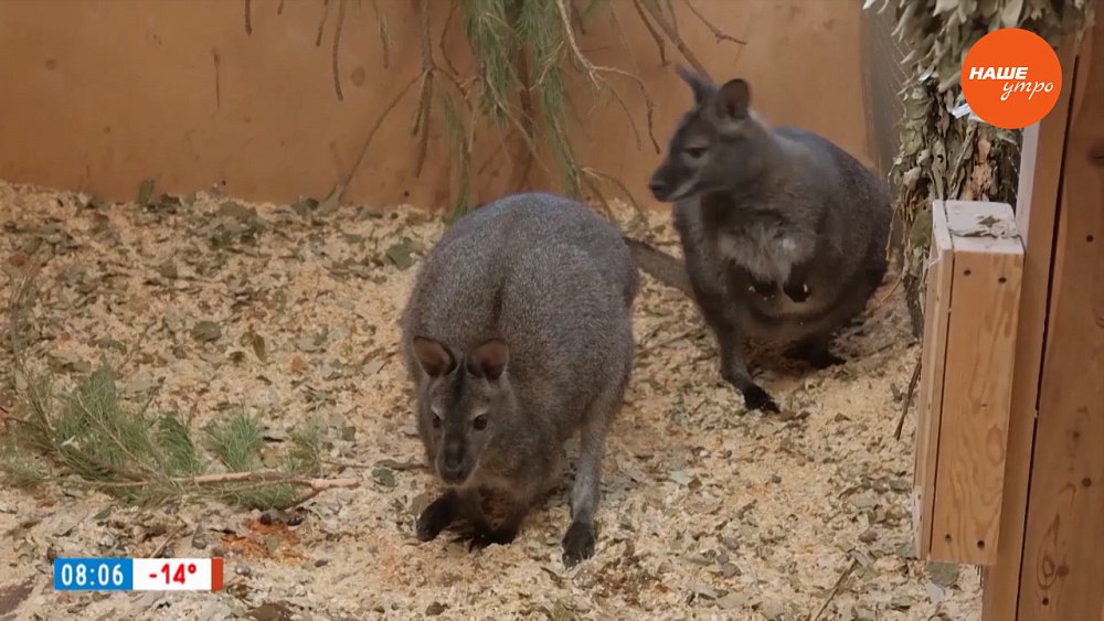 Сложная офтальмологическая операция в сюжете «Протез для кенгуру»