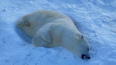 Валяющиеся в снегу белые медведи в Челябинском зоопарке попали на видео