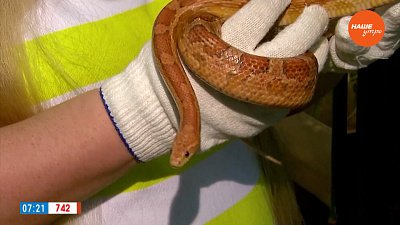 Такие разные змеи в рубрике «Усы, лапы и хвост»