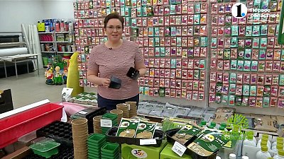 Чем обработать рассаду после пикировки?