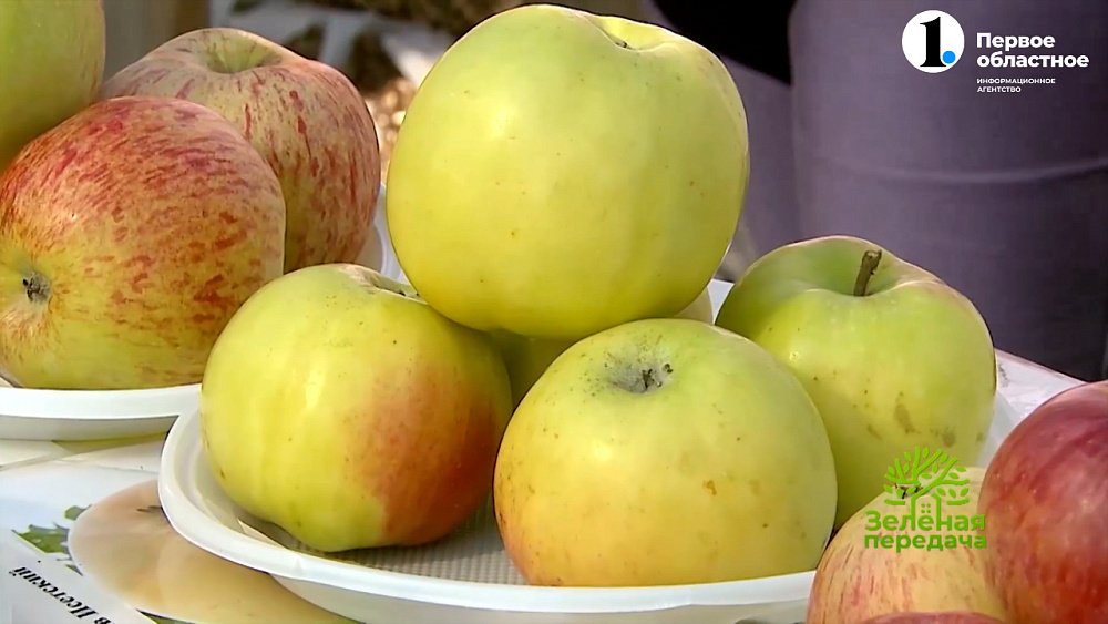 Какие сорта яблонь созревают летом?