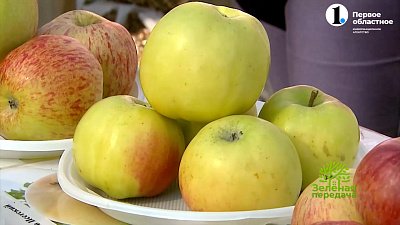 Какие сорта яблонь созревают летом?