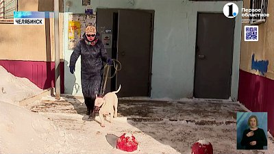 Домашние любимцы помогают пенсионерам бороться с деменцией