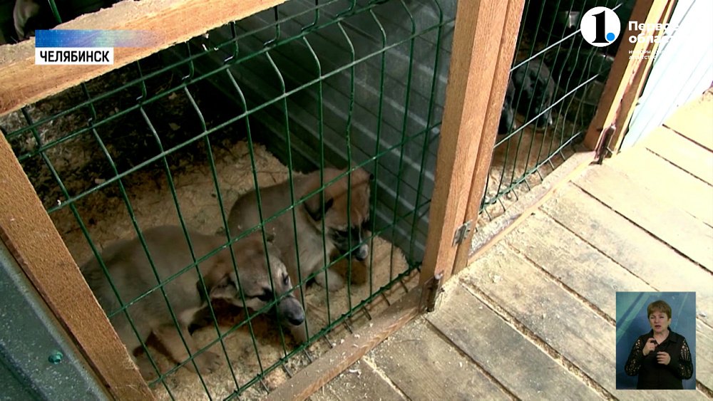 Челябинцы проходят собеседование в приютах для животных