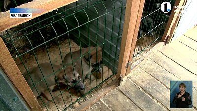 Челябинцы проходят собеседование в приютах для животных