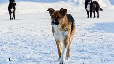 В Усть-Катаве 10 человек обратились за медпомощью после нападения собак