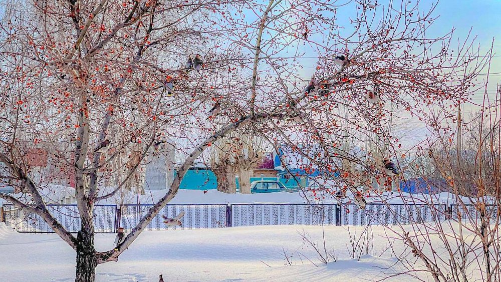 Жители Челябинской области заметили свиристелей — предвестников весны