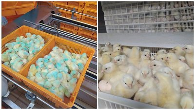 Нагайбакский и Магнитогорский птицеводческие комплексы получили разрешения на экспорт