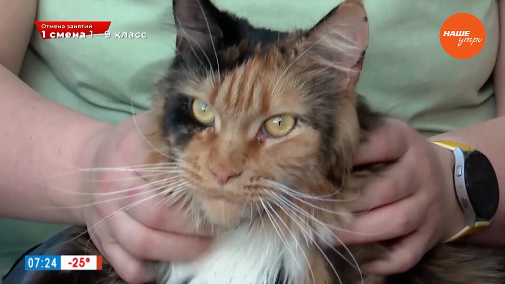 Самые крупные домашние кошки в рубрике «Усы, лапы и хвост»