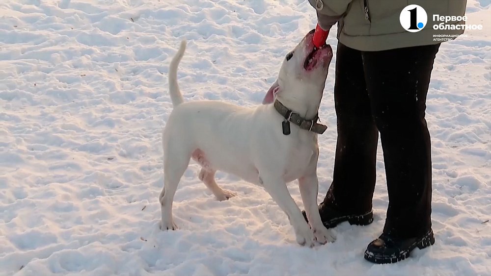 Домашние животные помогают пожилым людям бороться с деменцией