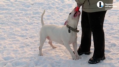 Домашние животные помогают пожилым людям бороться с деменцией